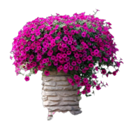 <notranslate>un Lot De 100 Graines De Pétunia Vivace Fstening</notranslate>