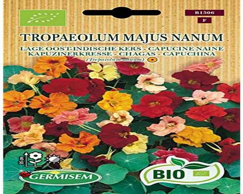 un Lot De Graines De Capucine Naine Bio Gemisem
