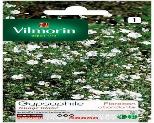 un Sachet De Graines Gypsophile Nuage Blanc Vilmorin