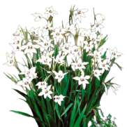 <notranslate>un Lot De 10 Bulbes De Glaïeul D'Abyssinie La Main Verte</notranslate