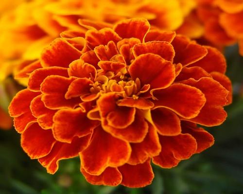 un Lot De Graines De Rose D'Inde Nana Marigold Boléro