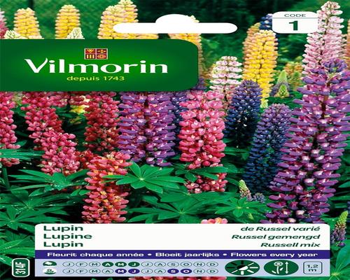 un Lot De Graines De Lupin De Russel Varié Vilmorin