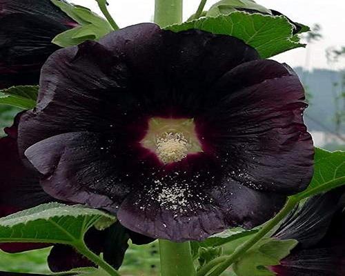 un Ensemble De Graines De Rose Trémière Noire