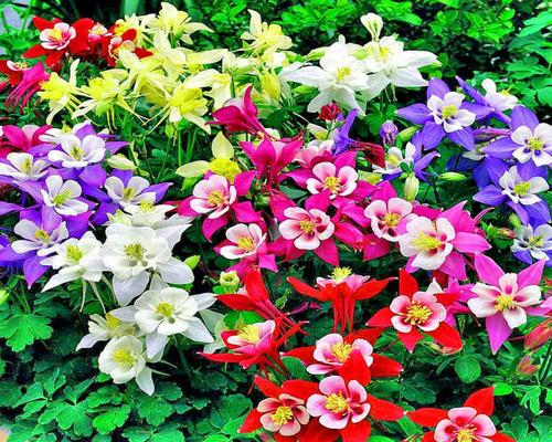 Paljon Eastbride Columbine -siemeniä