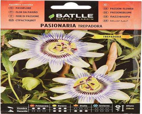 ένα White Climbing Passiflora Batlle Protection