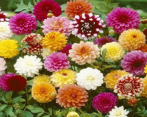 un Paquet De Graines De Dahlia