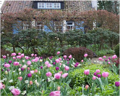 un Lot De Bulbes De Fleurs Tulipes D’Hollande