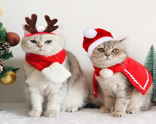 狗和猫的圣诞服装