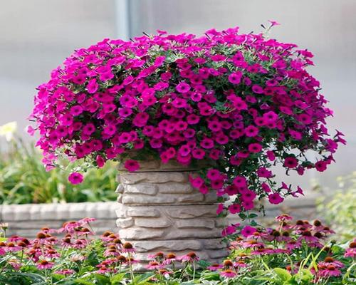 a batch of 100 perennial petunia seeds