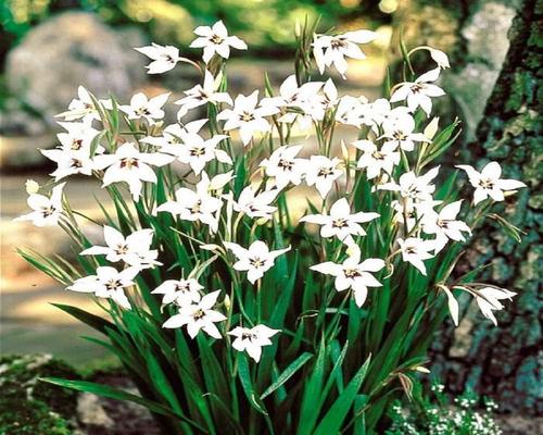 a batch of 10 Abyssinian Gladiolus bulbs from La Main Verte