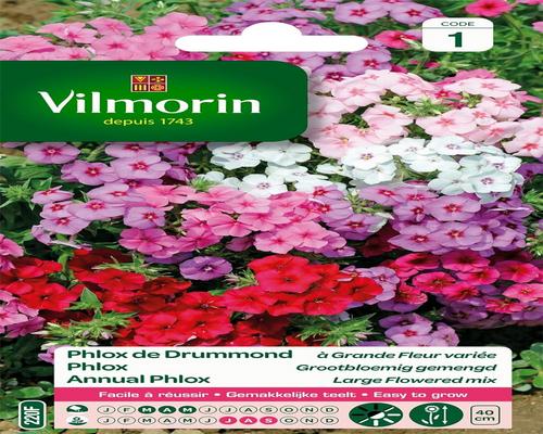 a Batch of Vilmorin Large-Flowered Variegated Phlox Drummond Seeds