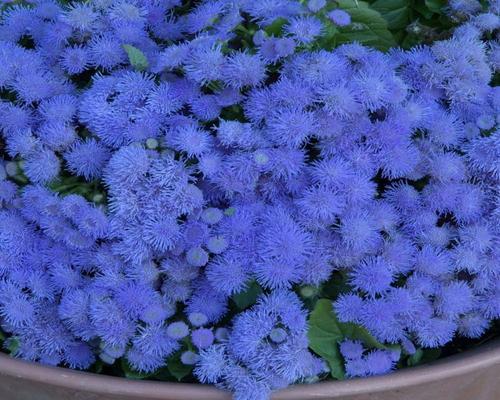 a batch of 1000 Ageratum seeds